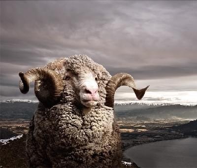 Geen last meer van stink en zweetvoeten dankzij merino wol