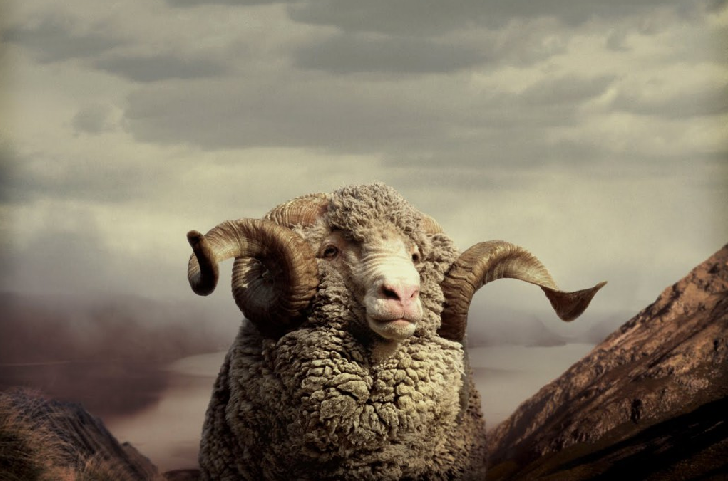 Wandelsokken van Merinowol