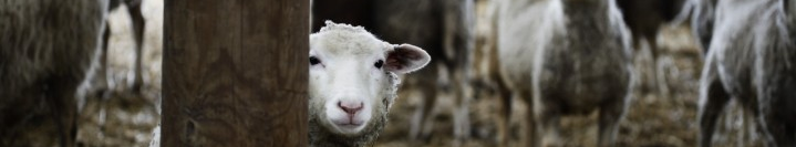 Fj&auml;llr&auml;ven Zweeds wol