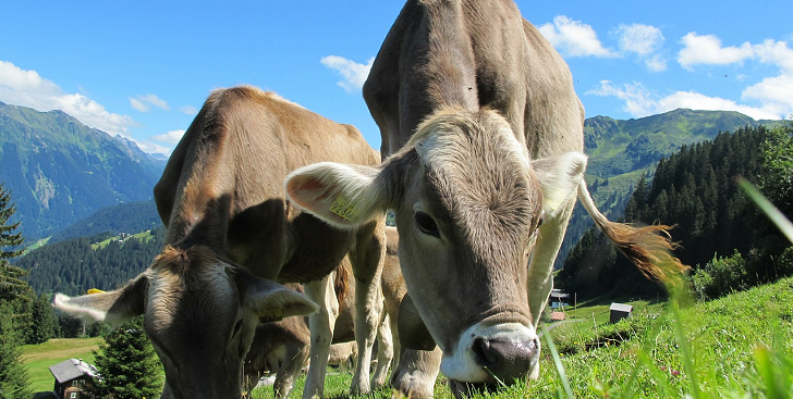 Verplicht in de auto