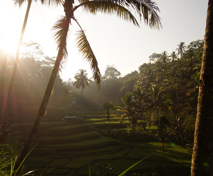 Reisverhaal: Ilse reisde door Bali