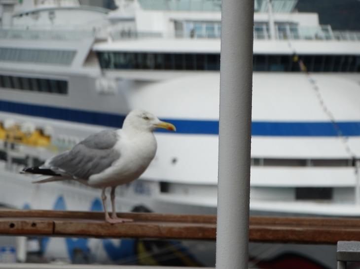 Reisverhaal: Thijs ging naar Zweden!