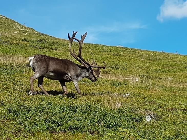 Reisverhaal: Thijs ging naar Zweden!