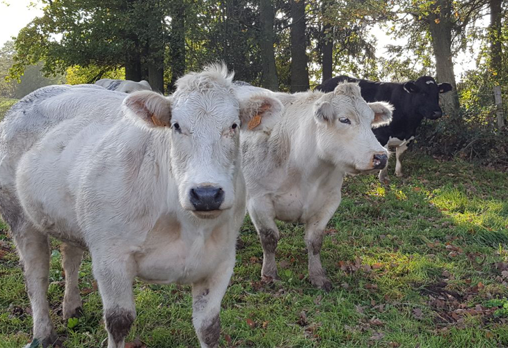 Reisverhaal - Herfst in de Ardennen