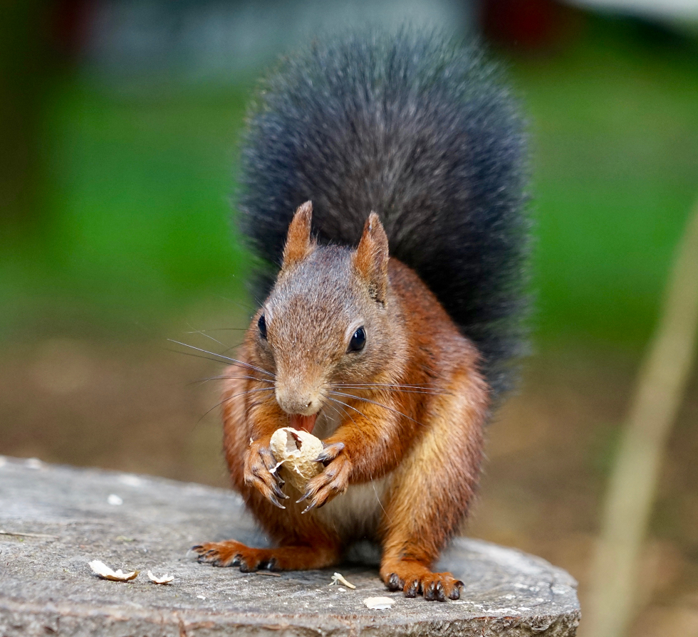 Seizoenkamperen, ieder weekend een mini vakantie