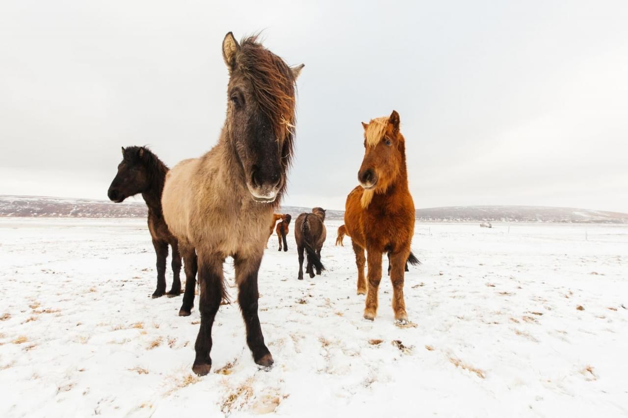 Roadtrip door IJsland