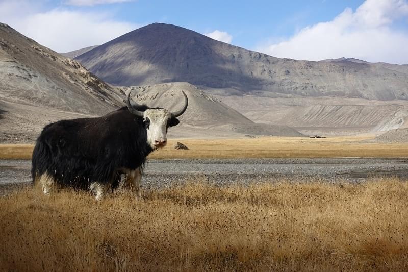 Tevreden terugkijken op een fantastisch fietsavontuur naar China