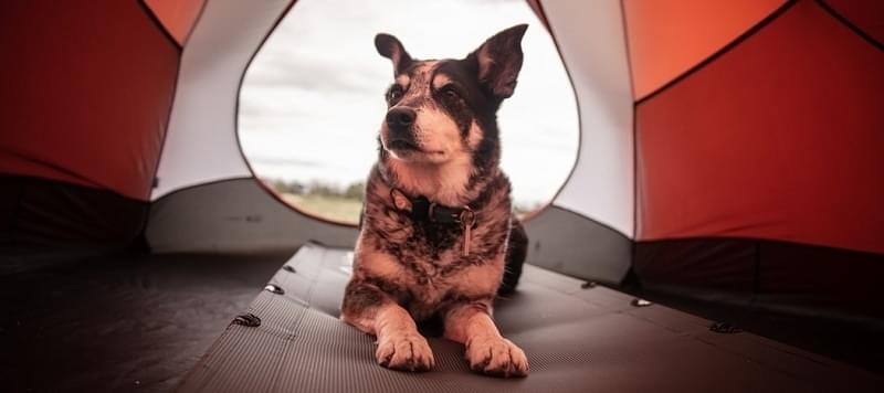 Kampeertrends 2020 en de leukste campings!