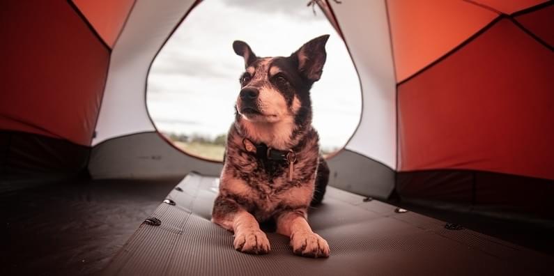 Kamperen met hond