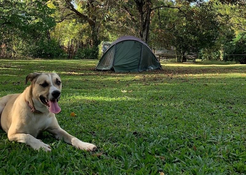 Kamperen met hond