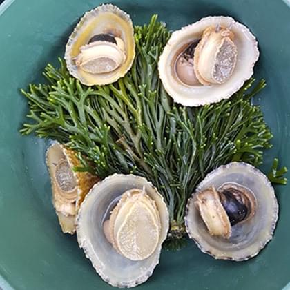 Kamperen in Schotland: 3 dagen zelfvoorzienend in het wild