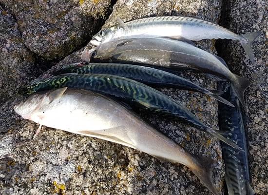 Kamperen in Schotland: 3 dagen zelfvoorzienend in het wild