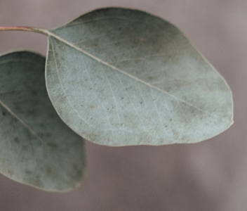 Care Plus Informatie