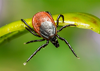 Care Plus Informatie