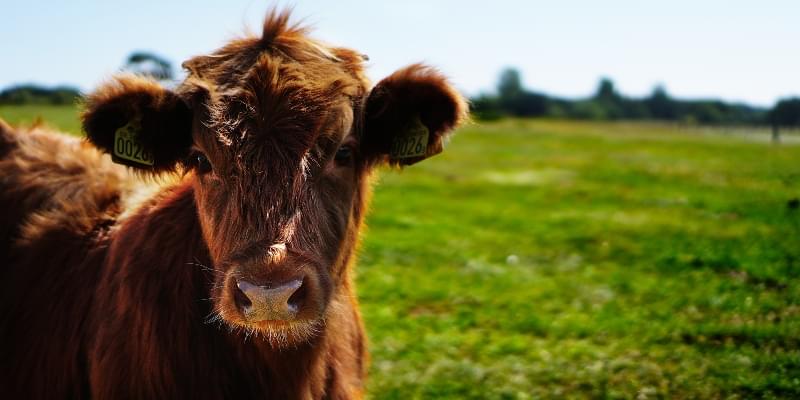 Kamperen bij de boer