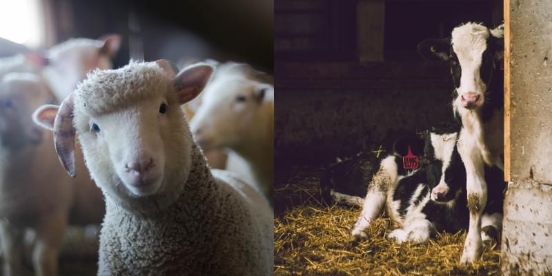 Kamperen bij de boer